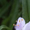 Tradescantia 'Osprey', flowers