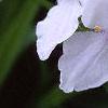 Tradescantia 'Osprey', flowers