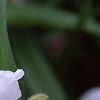 Tradescantia 'Osprey', flowers
