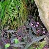 Tradescantia pallida, habit