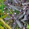 Tradescantia pallida, habit