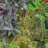 Tradescantia pallida, habit