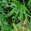Tradescantia pallida, habit