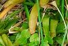 Tradescantia pallida, habit