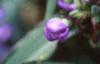 Tradescantia virginiana, flowers