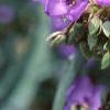 Tradescantia virginiana, flowers