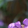 Tradescantia virginiana, flowers