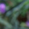 Tradescantia virginiana, flowers