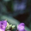 Tradescantia virginiana, flowers