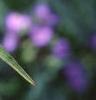 Tradescantia virginiana, flowers