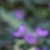 Tradescantia virginiana, flowers