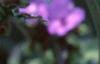 Tradescantia virginiana, flowers
