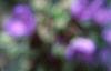 Tradescantia virginiana, flowers