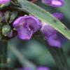 Tradescantia virginiana, flowers
