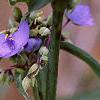 Tradescantia virginiana, flowers