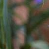 Tradescantia virginiana, flowers
