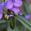 Tradescantia virginiana, flowers