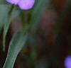 Tradescantia virginiana, flowers