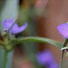 Tradescantia virginiana, flowers