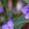 Tradescantia virginiana, flowers