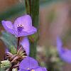 Tradescantia virginiana, flowers
