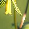 Disporum uniflorum, flowers