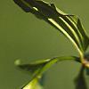 Disporum uniflorum, flowers