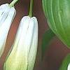 Disporum viridescens, flowers