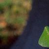 Polygonatum hirtum, habit