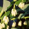 Polygonatum hirtum, habit