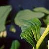 Polygonatum hirtum, habit