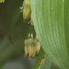 Polygonatum hirtum, flowers