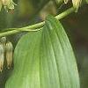 Polygonatum hirtum, flowers