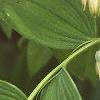 Polygonatum hirtum, flowers