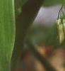 Polygonatum hirtum, flowers