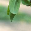 Polygonatum hirtum, flowers
