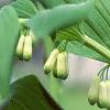 Polygonatum hirtum, flowers