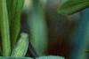 Polygonatum hirtum, flowers