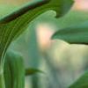 Polygonatum hirtum, flowers