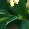 Polygonatum hirtum, flowers