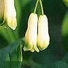 Polygonatum hirtum, flowers