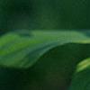 Polygonatum hirtum, flowers