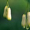 Polygonatum hirtum, flowers