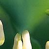 Polygonatum hirtum, flowers