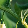 Polygonatum hirtum, flowers