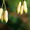 Polygonatum hirtum, flowers