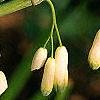Polygonatum hirtum, flowers