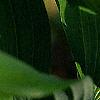 Polygonatum hirtum, flowers