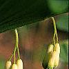 Polygonatum hirtum, flowers