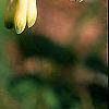 Polygonatum hirtum, flowers